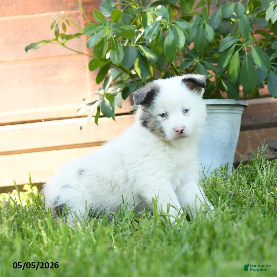 Miniature Australian Shepherd dogs for sale: Geronimo - Ad 3