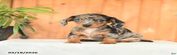 Miniature Dachshund dogs for sale: Bethany - Ad 3