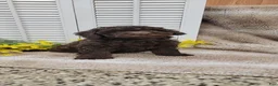 Cockapoo dogs for sale: Jenn - Ad 10
