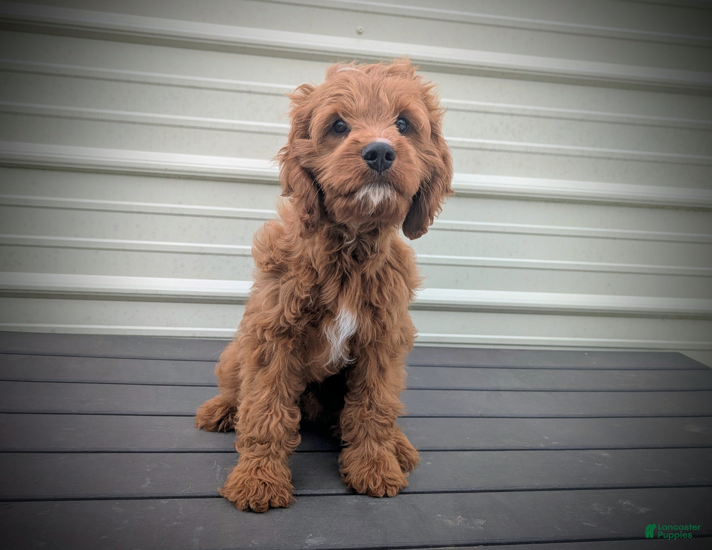 Cavapoo dogs Iceberg - Ad 19
