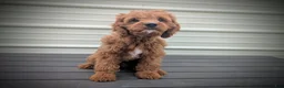 Cavapoo dogs for sale: Iceberg - Ad 10