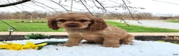 Cocker Spaniel dogs for sale: Dan - Ad 2
