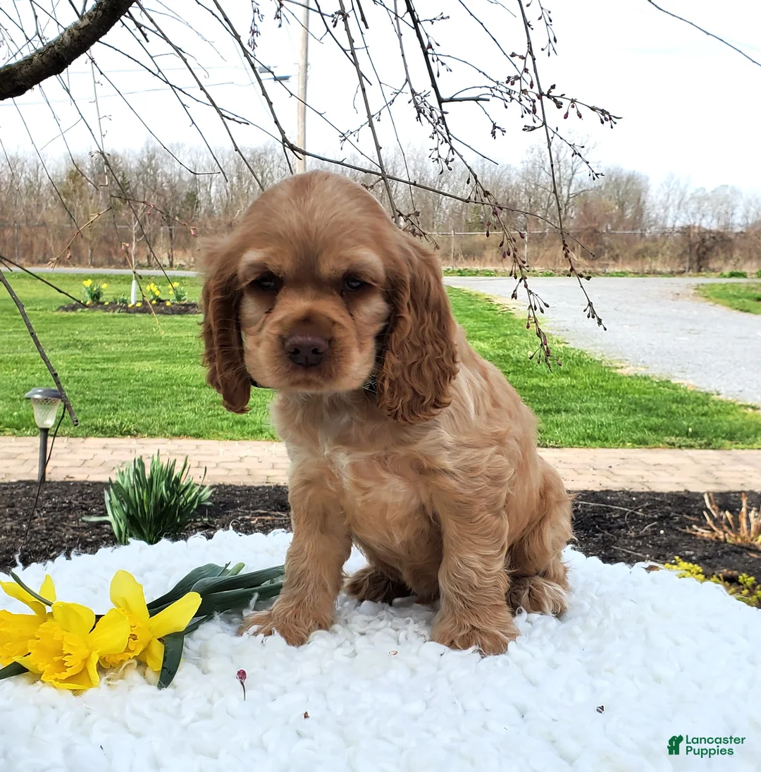 Cocker Spaniel dogs for sale: Dan - Ad 2