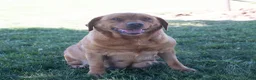 Labrador Retriever dogs for sale: Jeryl  - Ad 5