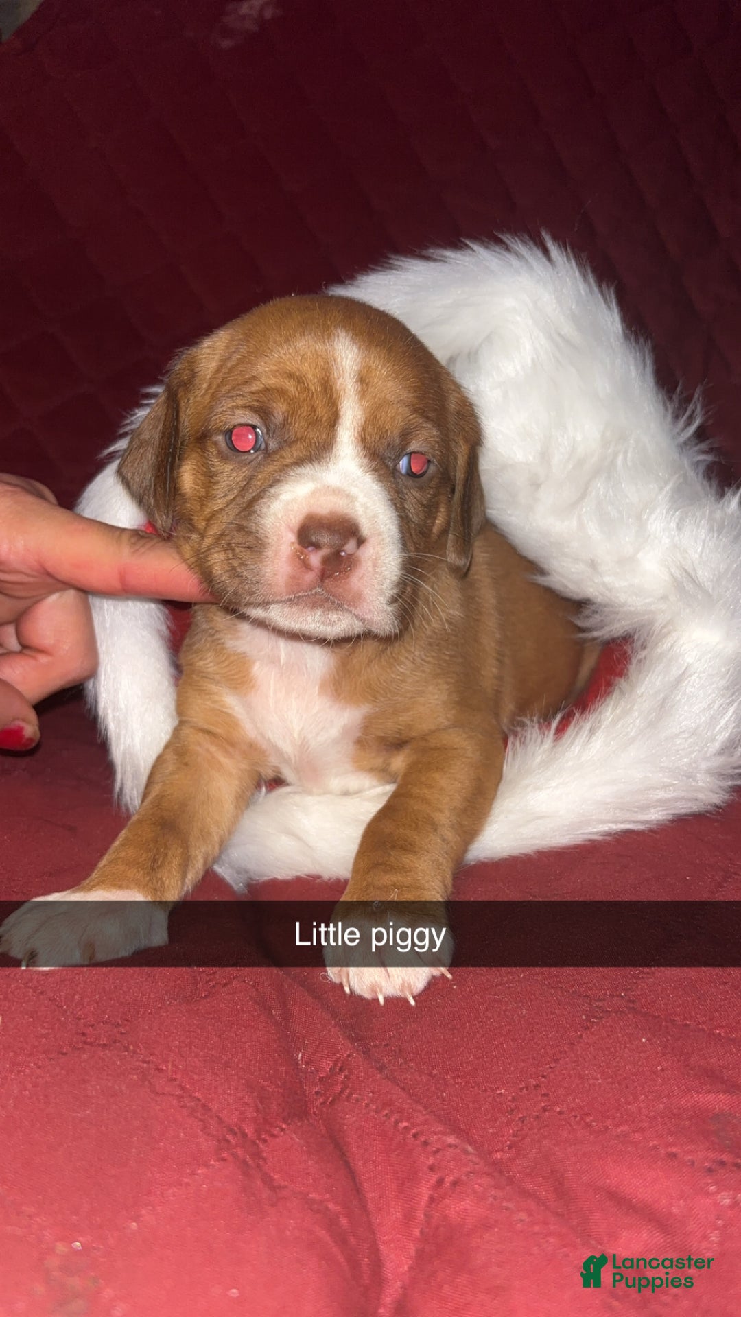 Mixed Breed dogs for sale: Little miss piglet  - Ad 3