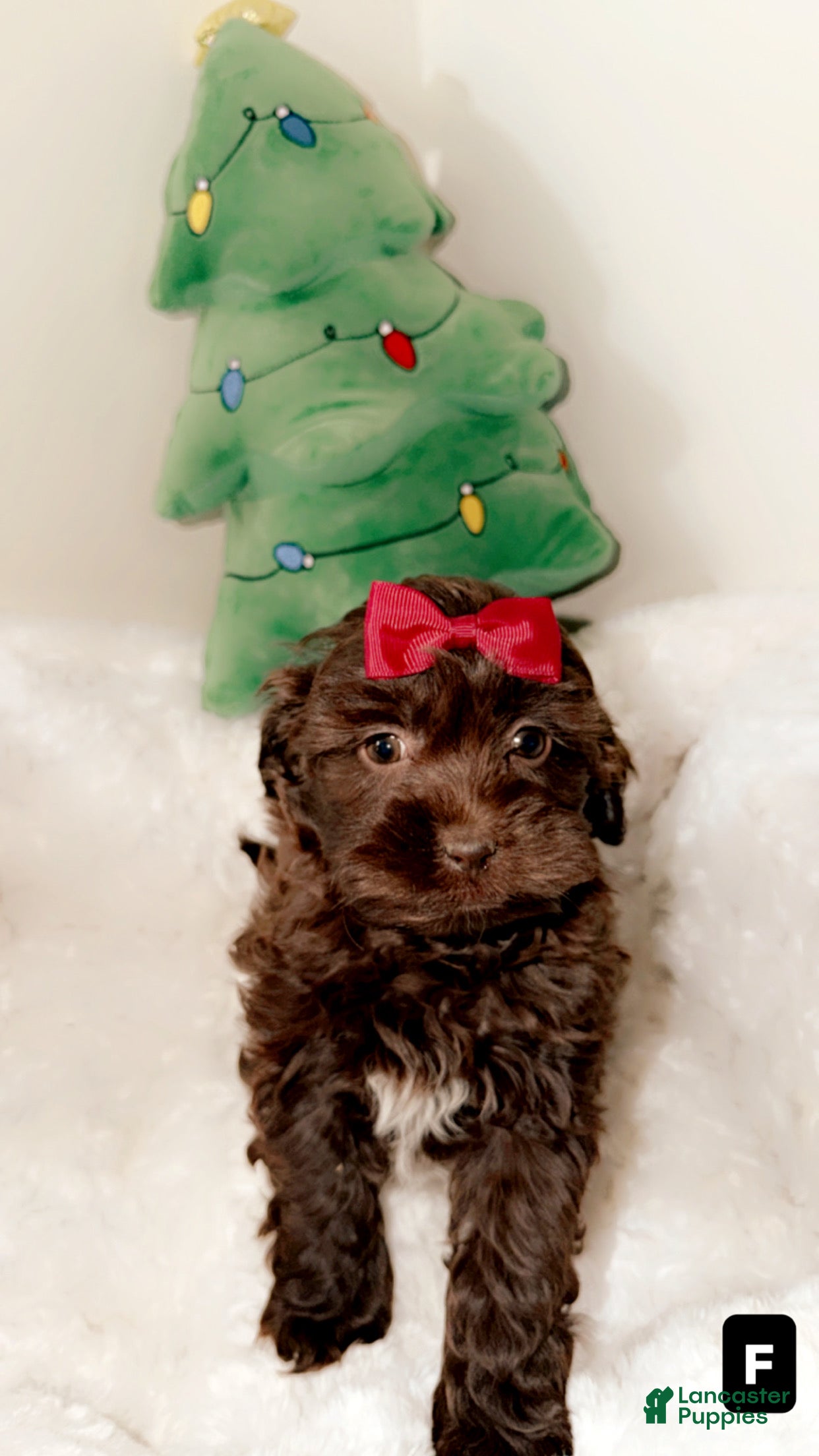 Shihpoo dogs Mila  - Ad 25