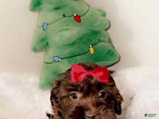 Shihpoo dogs Mila - Ad 40