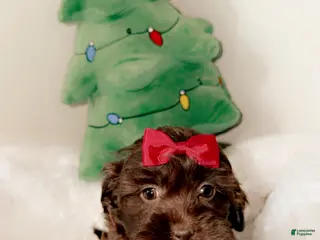 Shihpoo dogs Mila - Ad 24