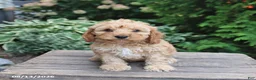 Cockapoo dogs for sale: Elsa - Ad 3