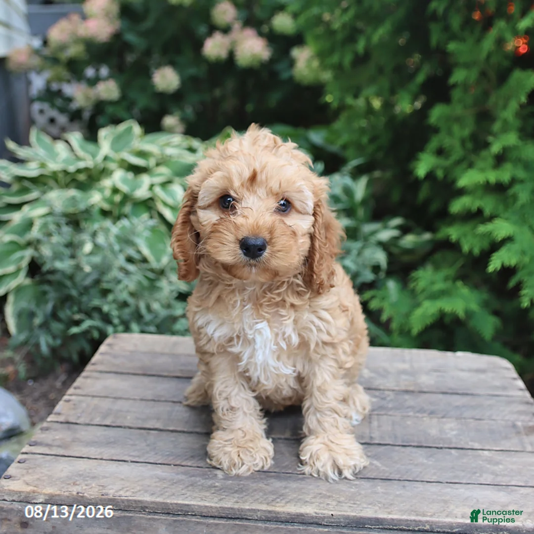 Cockapoo dogs for sale: Elsa - Ad 3