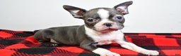 Boston Terrier dogs for sale: Beau - Ad 9