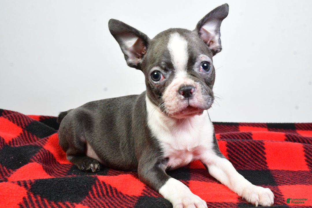 Boston Terrier dogs for sale: Beau - Ad 9