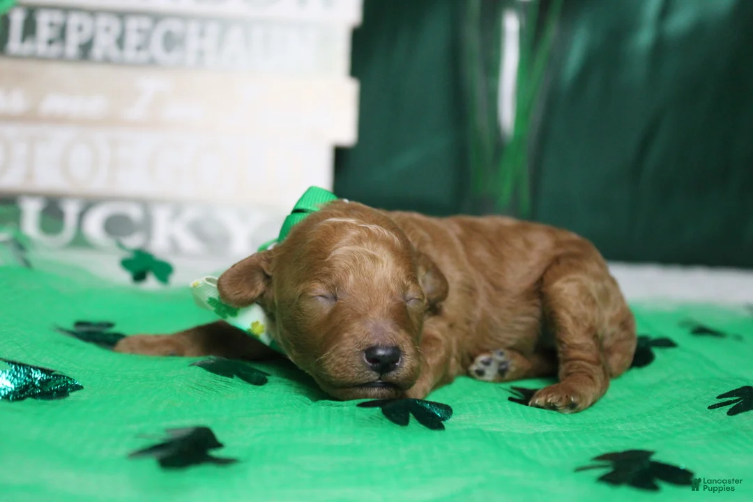 Miniature Poodle dogs for sale: Rufus  - Ad 4