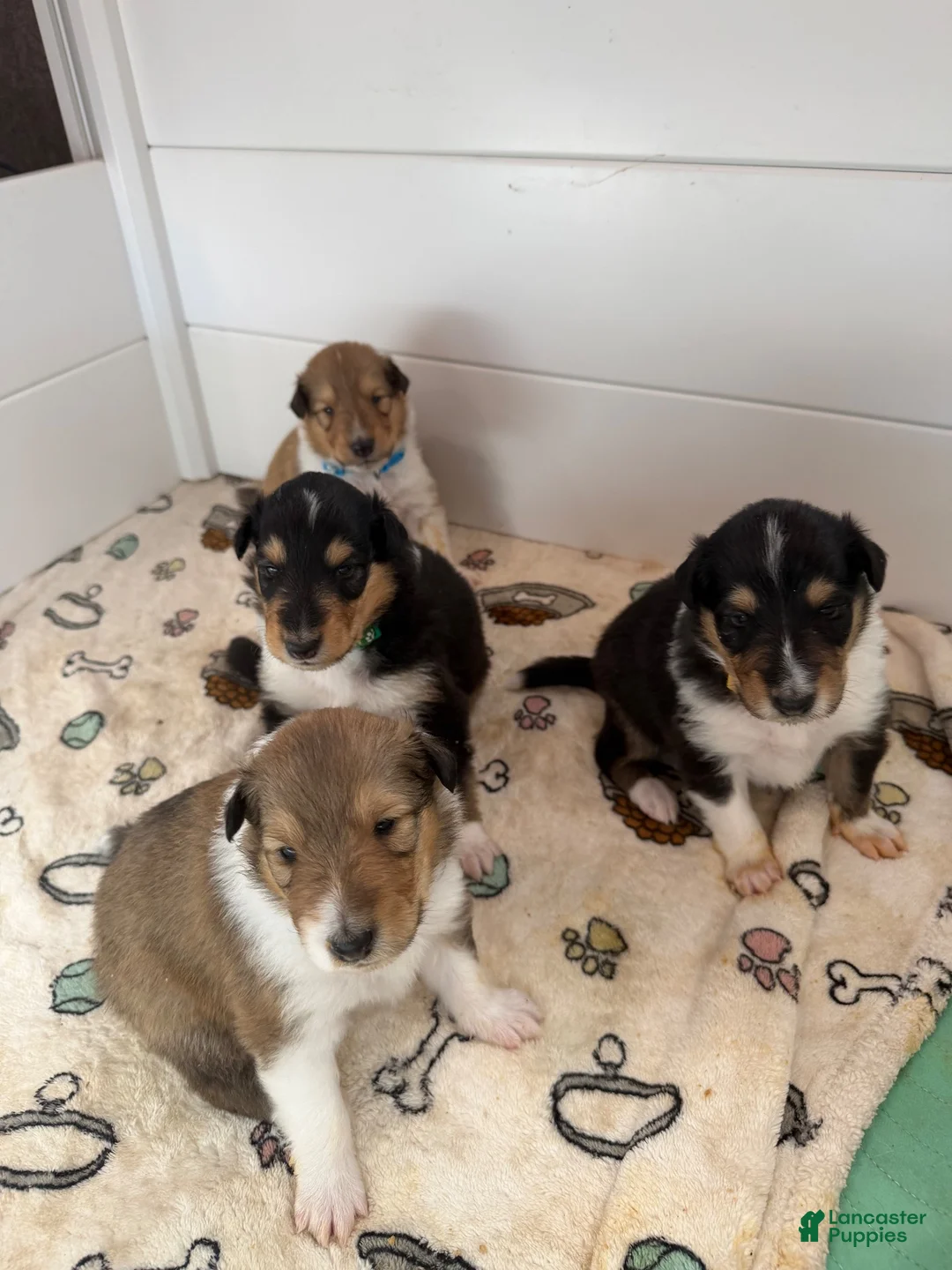 Collie dogs for sale: Jolene  - Ad 7