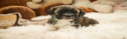 Havanese dogs for sale: Rambo - Ad 8