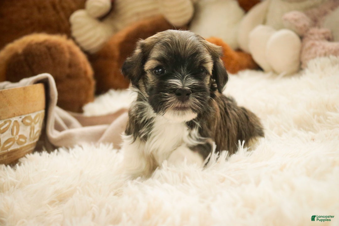 Havanese dogs for sale: Rambo - Ad 8