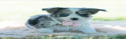 Chihuahua dogs for sale: Night sky - Ad 7