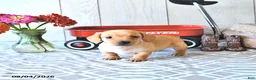 Miniature Dachshund dogs for sale: Titus - Ad 1