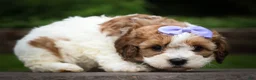 Cavachon dogs for sale: Hallie🎀 - Ad 16