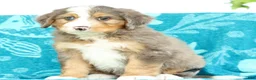 Mini Bernedoodle dogs for sale: Snoop - Ad 6