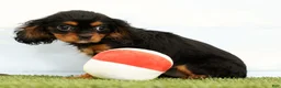 Cavalier King Charles Spaniel dogs for sale: Nala - Ad 2