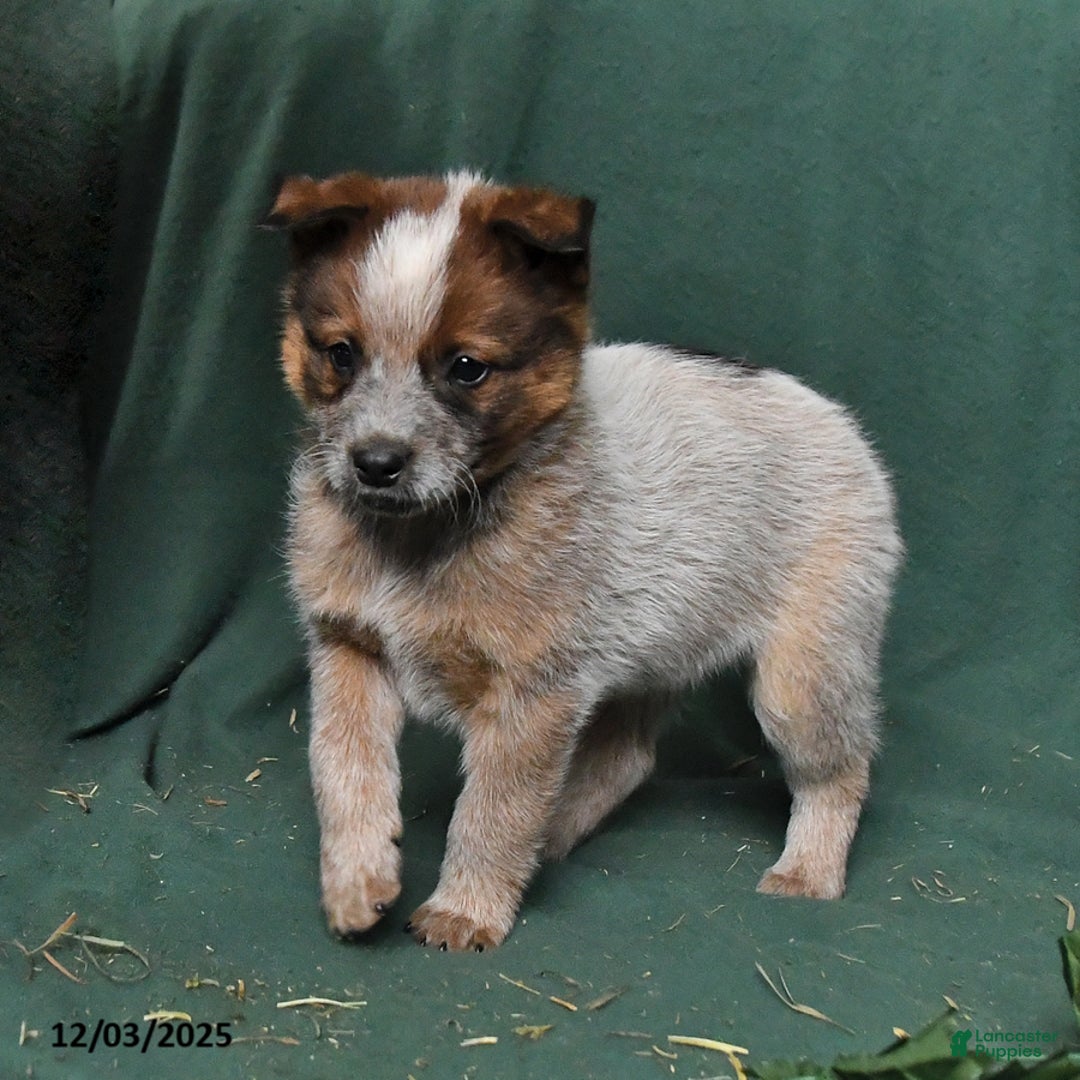 Australian Cattle Dog dogs for sale: Otto - Ad 4