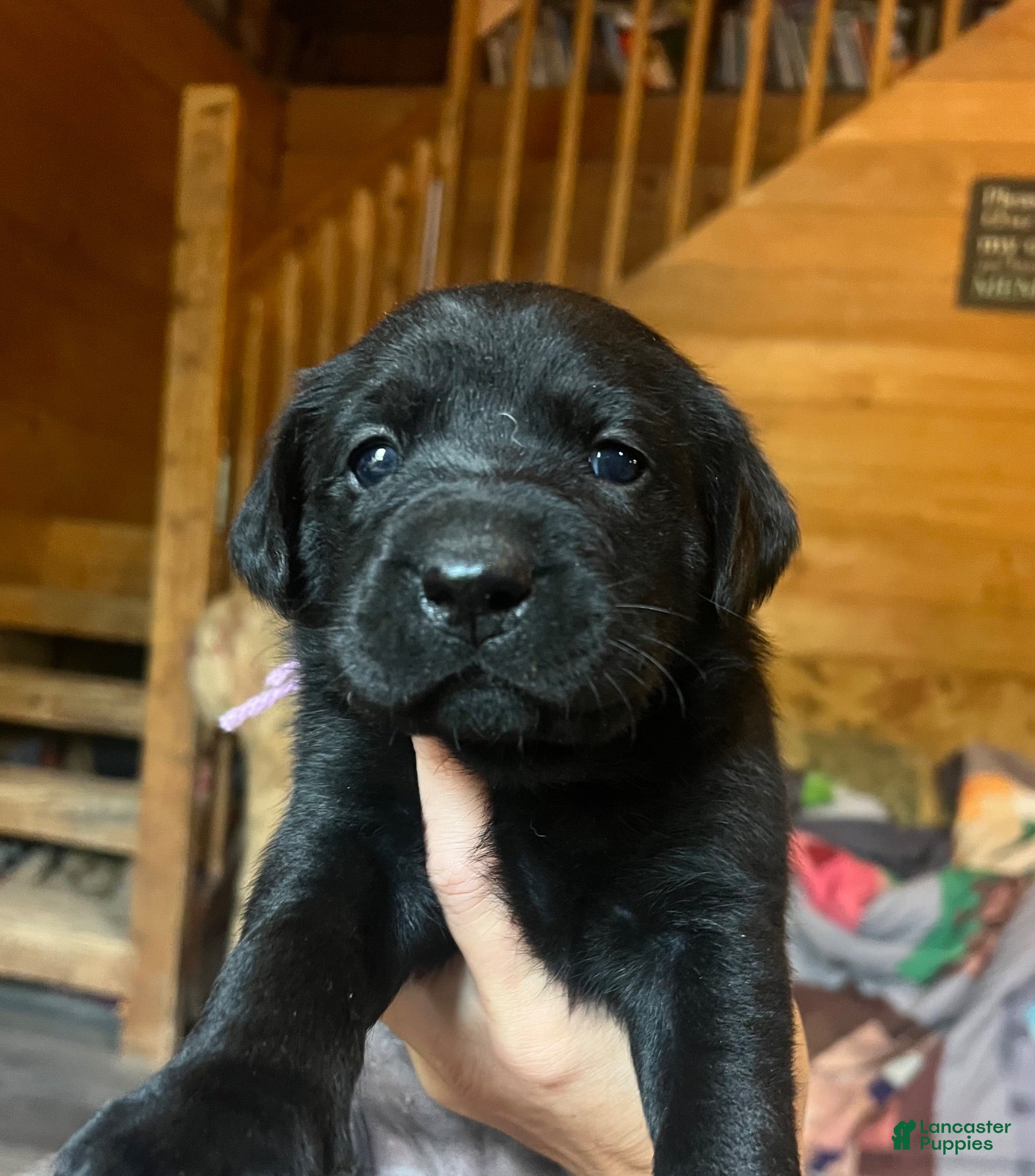 Labrador Retriever dogs Linda - Ad 25