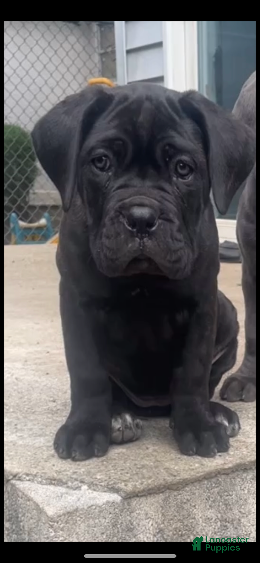 Cane Corso dogs for sale: Cane Corso Puppy 3 - Ad 1