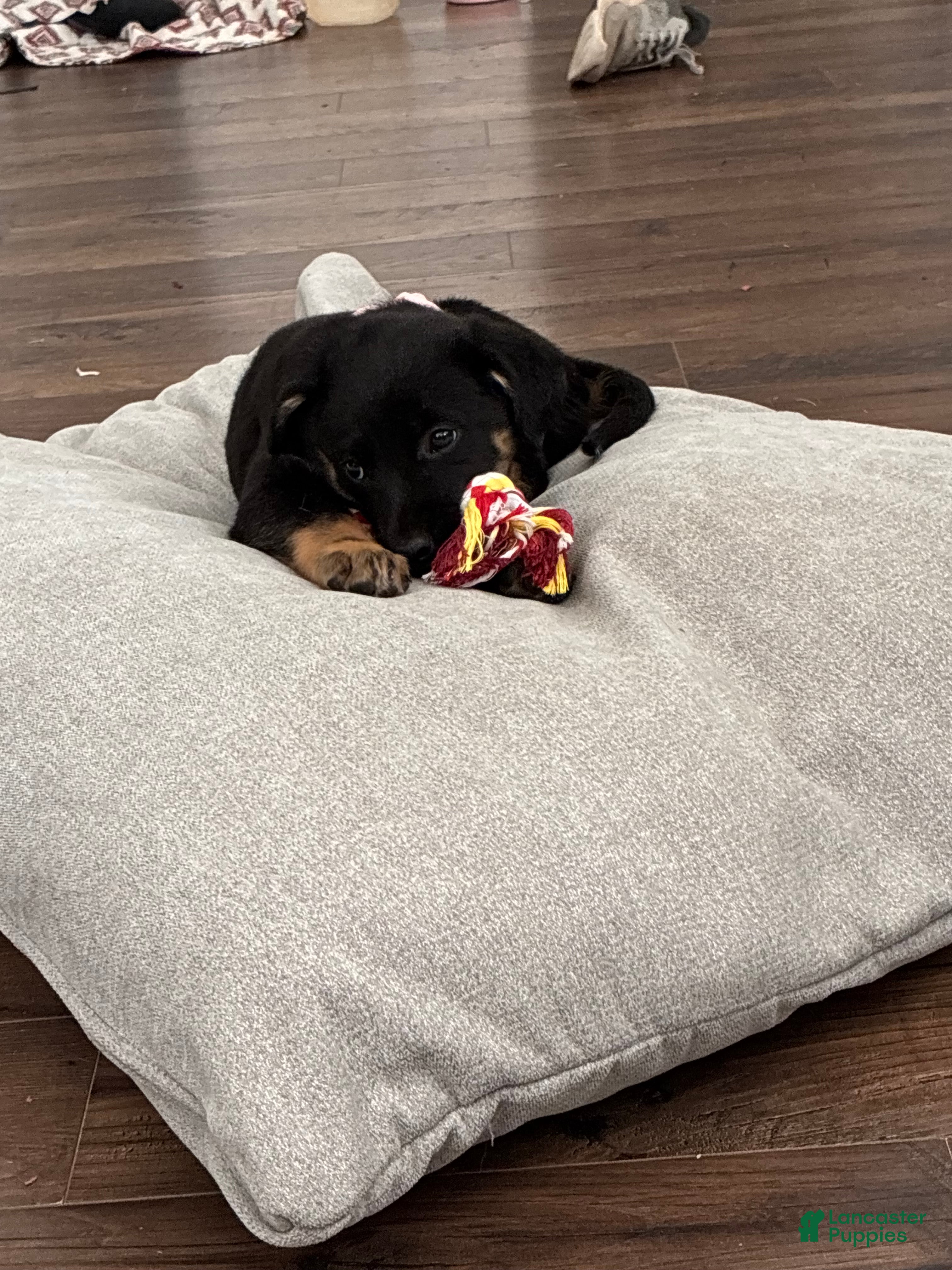 Mixed Breed dogs Mixed Breed Puppy 3 - Ad 35