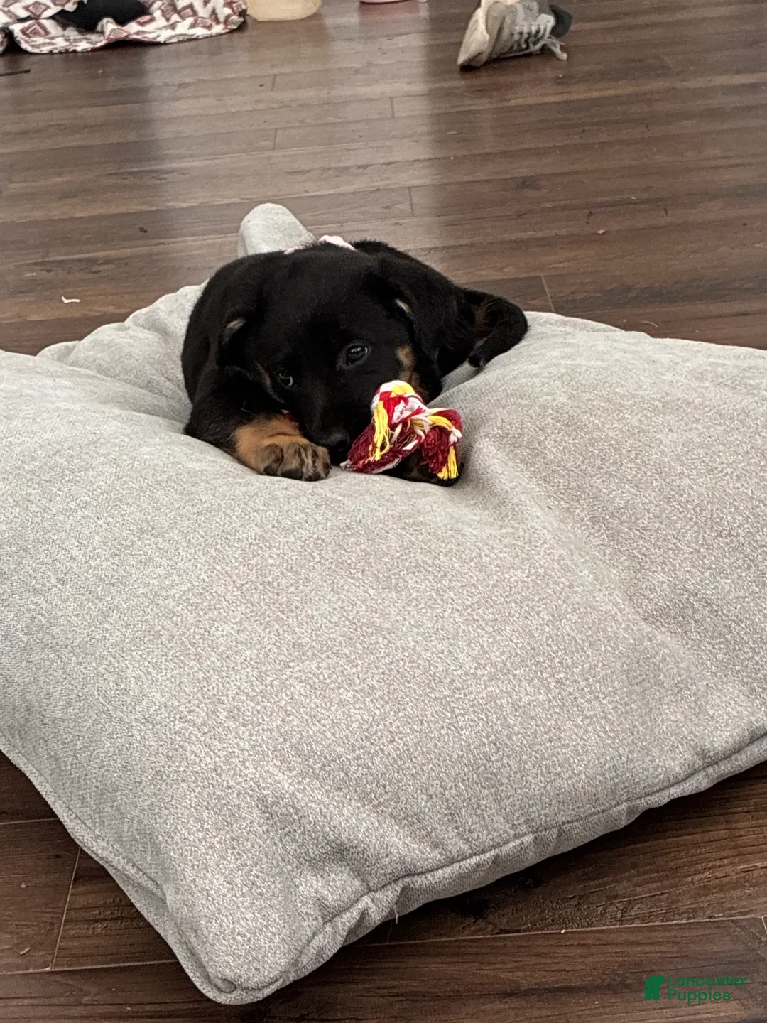 Mixed Breed dogs for sale: Mixed Breed Puppy 3 - Ad 1