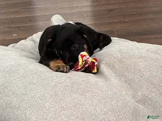 Mixed Breed dogs Mixed Breed Puppy 3 - Ad 35