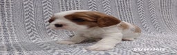 Cavalier King Charles Spaniel dogs for sale: Cavalier King Charles Spaniel Puppy 2 - Ad 15