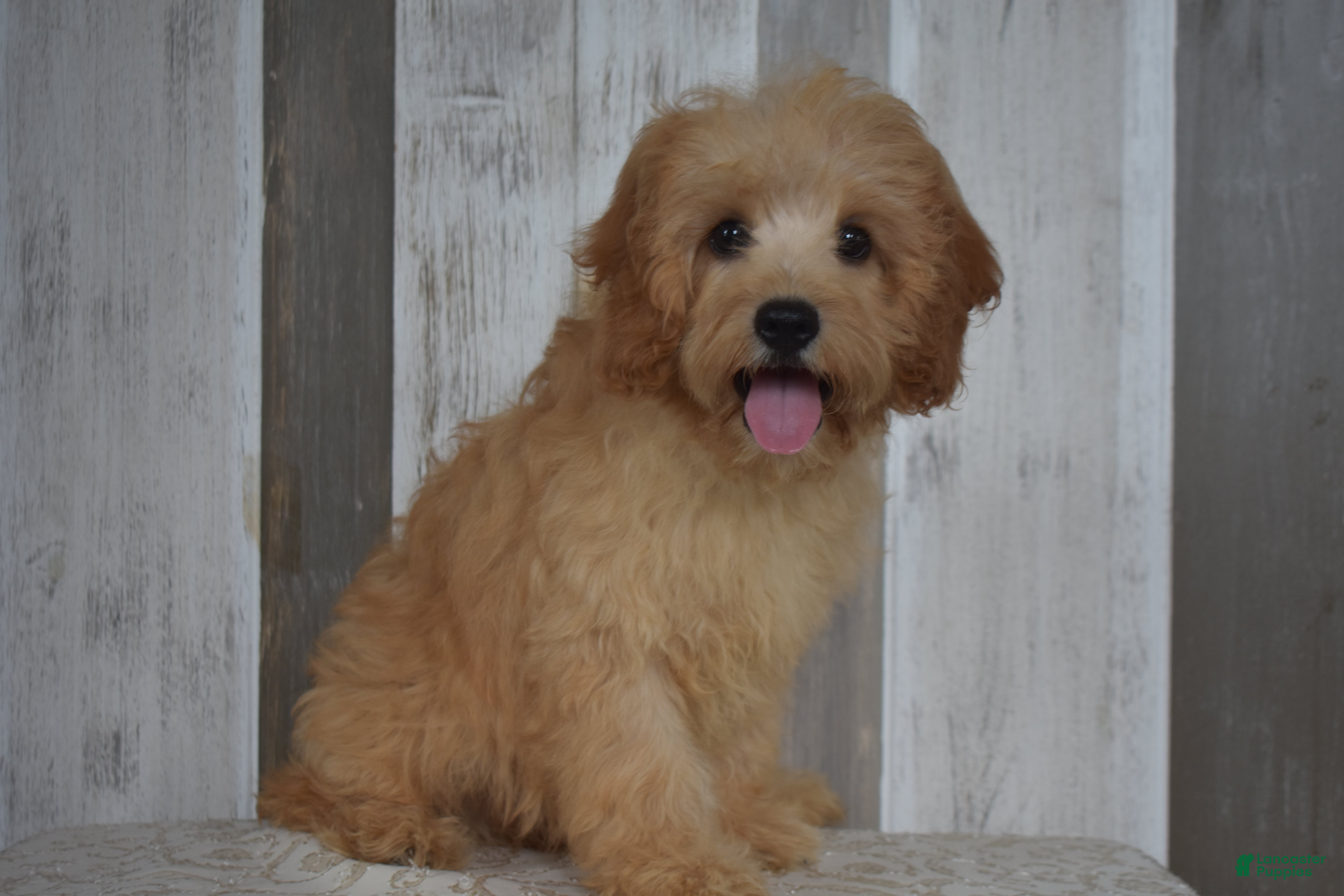Cavapoo dogs Maverick - Ad 2