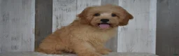 Cavapoo dogs for sale: Maverick - Ad 2