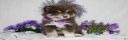 Pomsky dogs for sale: Duey  - Ad 2