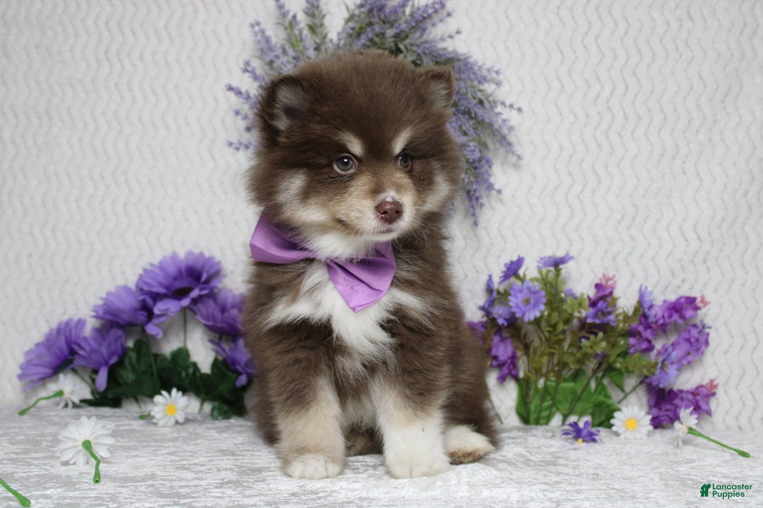 Pomsky dogs for sale: Duey  - Ad 2