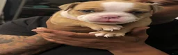 American Bully dogs for sale: American Bully 1 - Ad 3