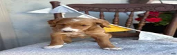 Goldendoodle dogs for sale: Cassia - Ad 9