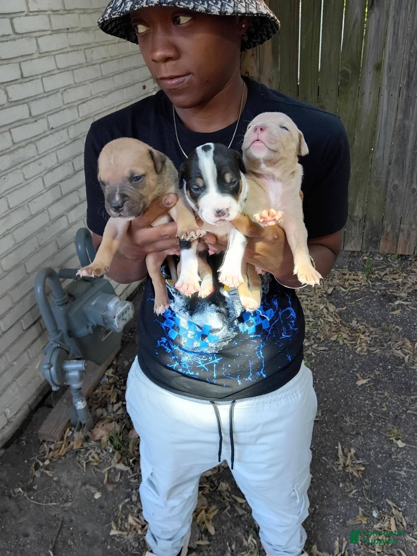 Mixed Breed dogs Mixed Breed 11 - Ad 42