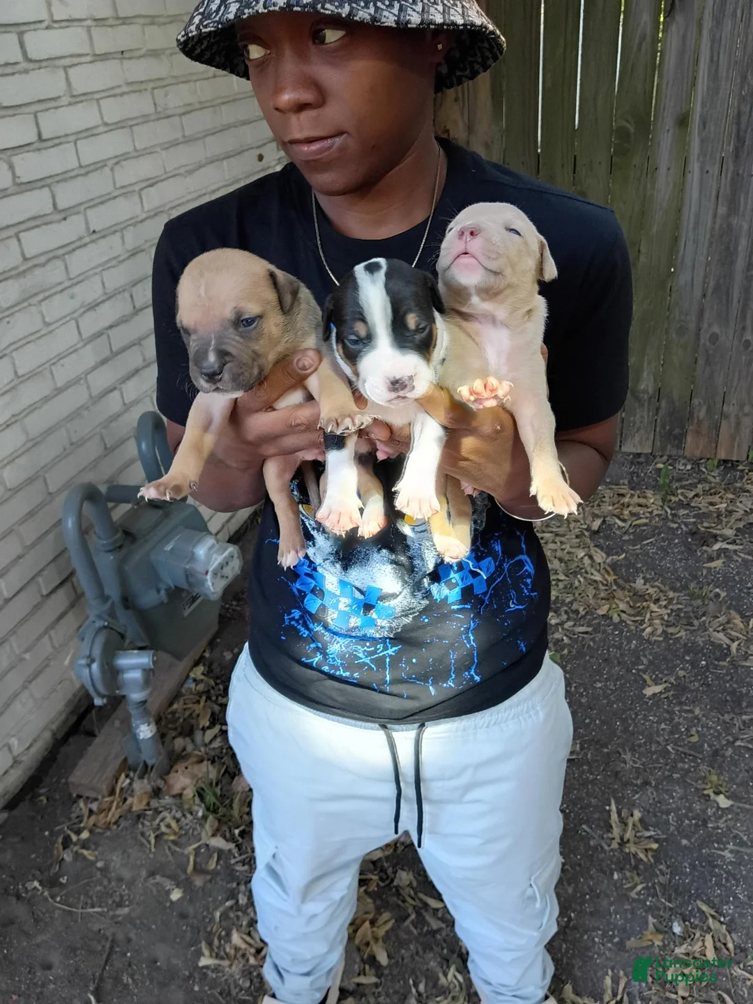 Mixed Breed dogs for sale: Mixed Breed 11 - Ad 1
