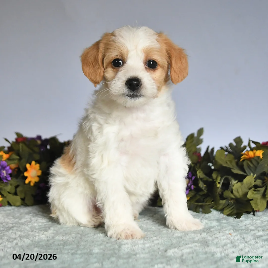 Mixed Breed dogs for sale: Pansey - Ad 3