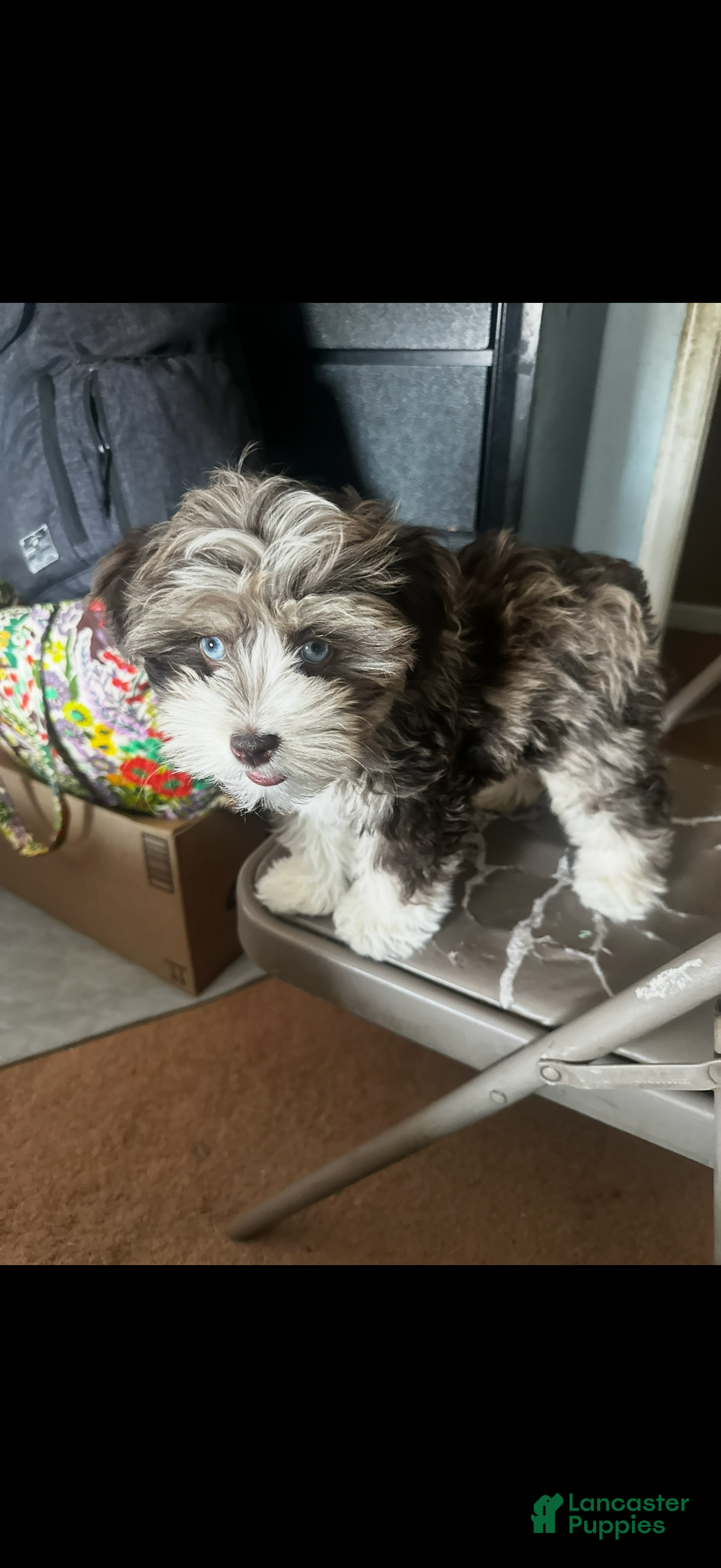 Miniature Schnauzer dogs Miniature Schnauzer  - Ad 24