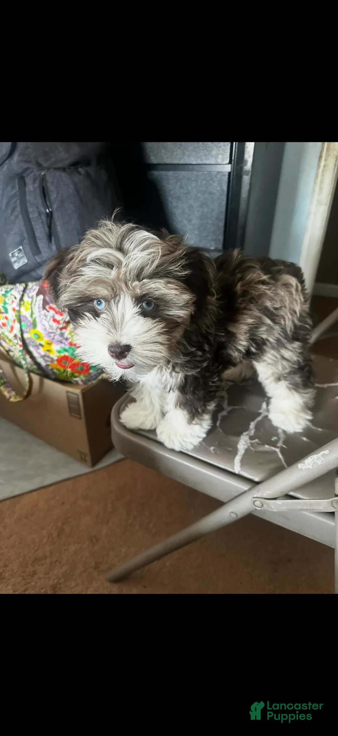 Miniature Schnauzer dogs for sale: Miniature Schnauzer  - Ad 1