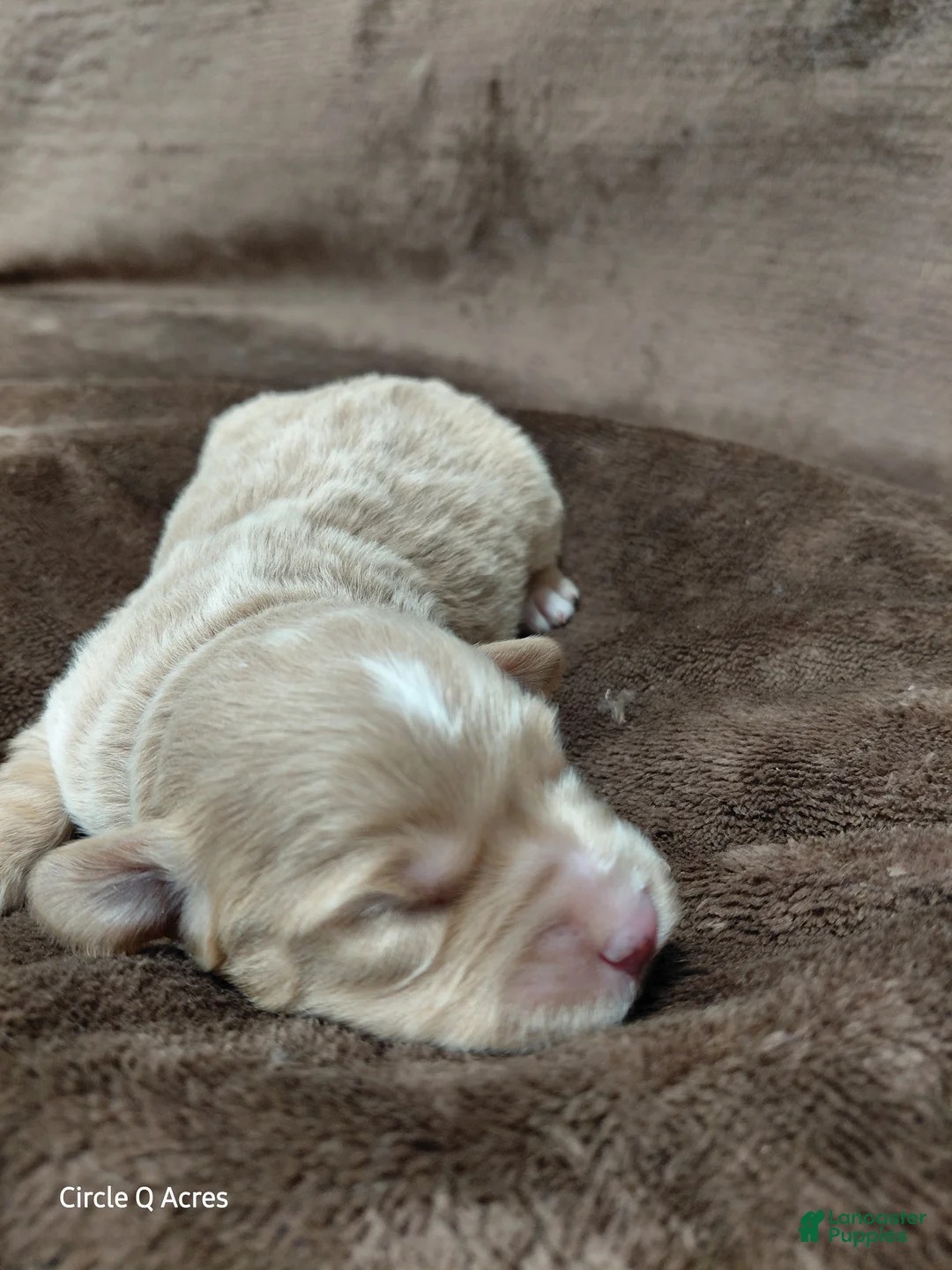 Mini Goldendoodle dogs for sale: Eddie - Ad 2