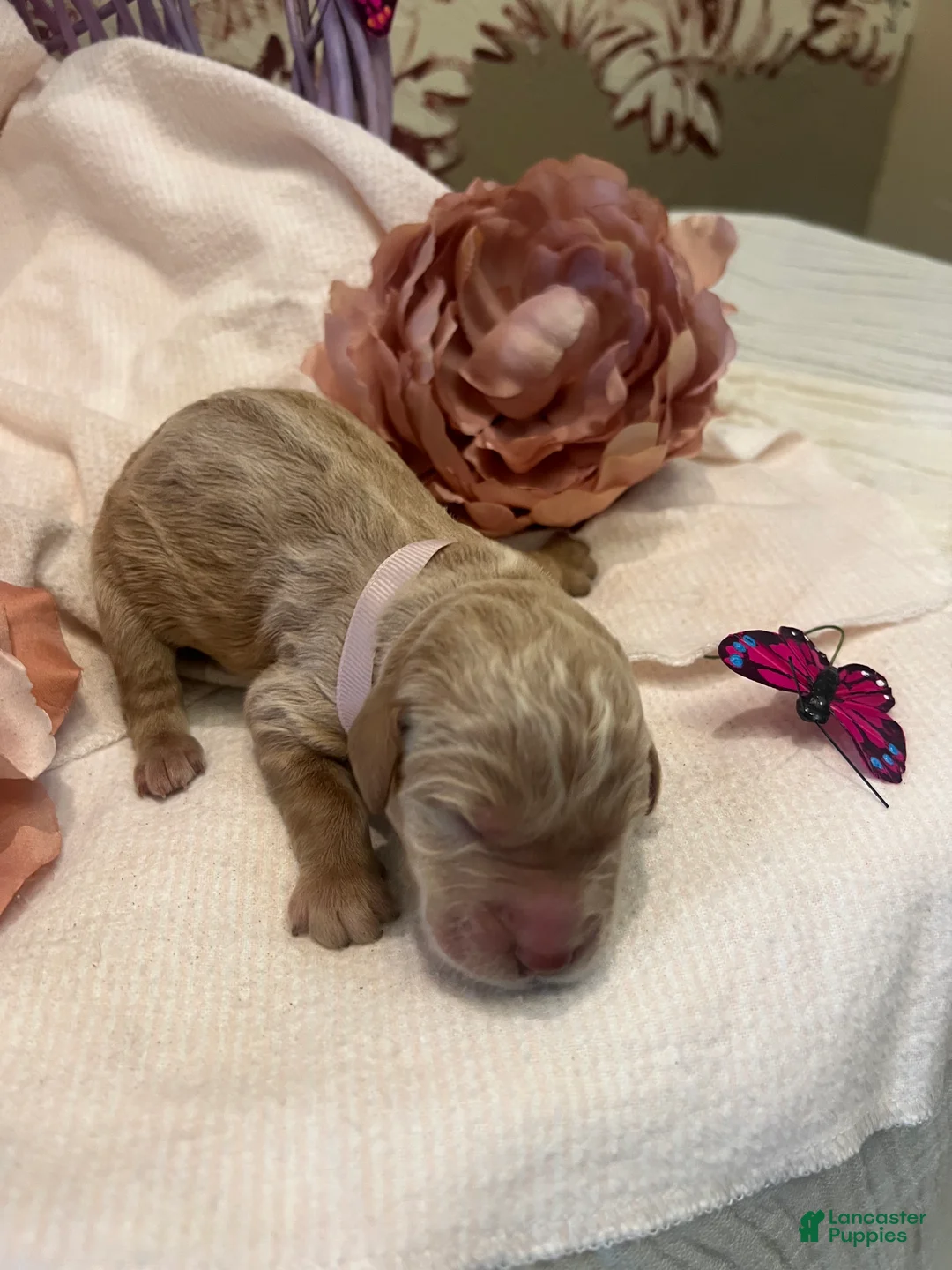 Labradoodle dogs for sale: Labradoodle Puppy 7 - Ad 2