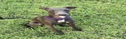 Italian Greyhound dogs for sale: Charlie - Ad 13