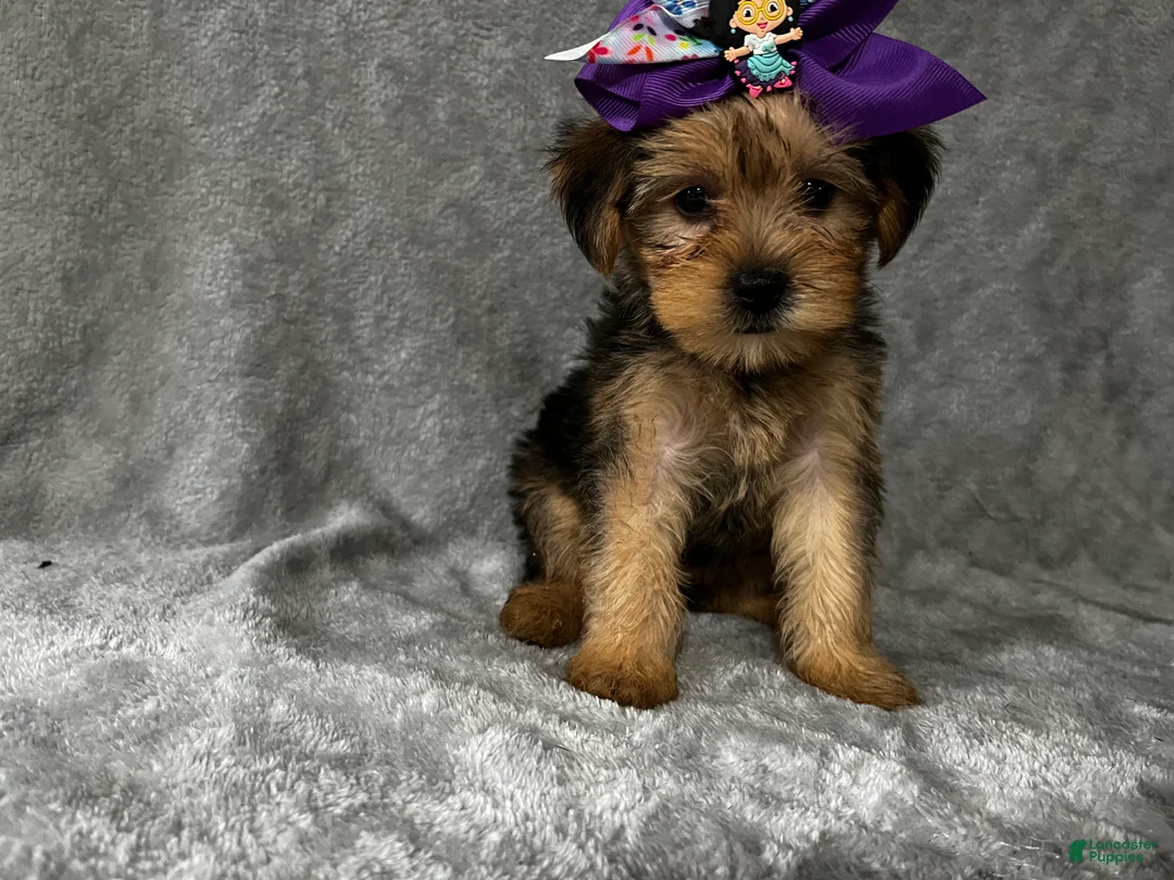 Yorkshire Terrier dogs for sale: Yorkshire Terrier 2 - Ad 4