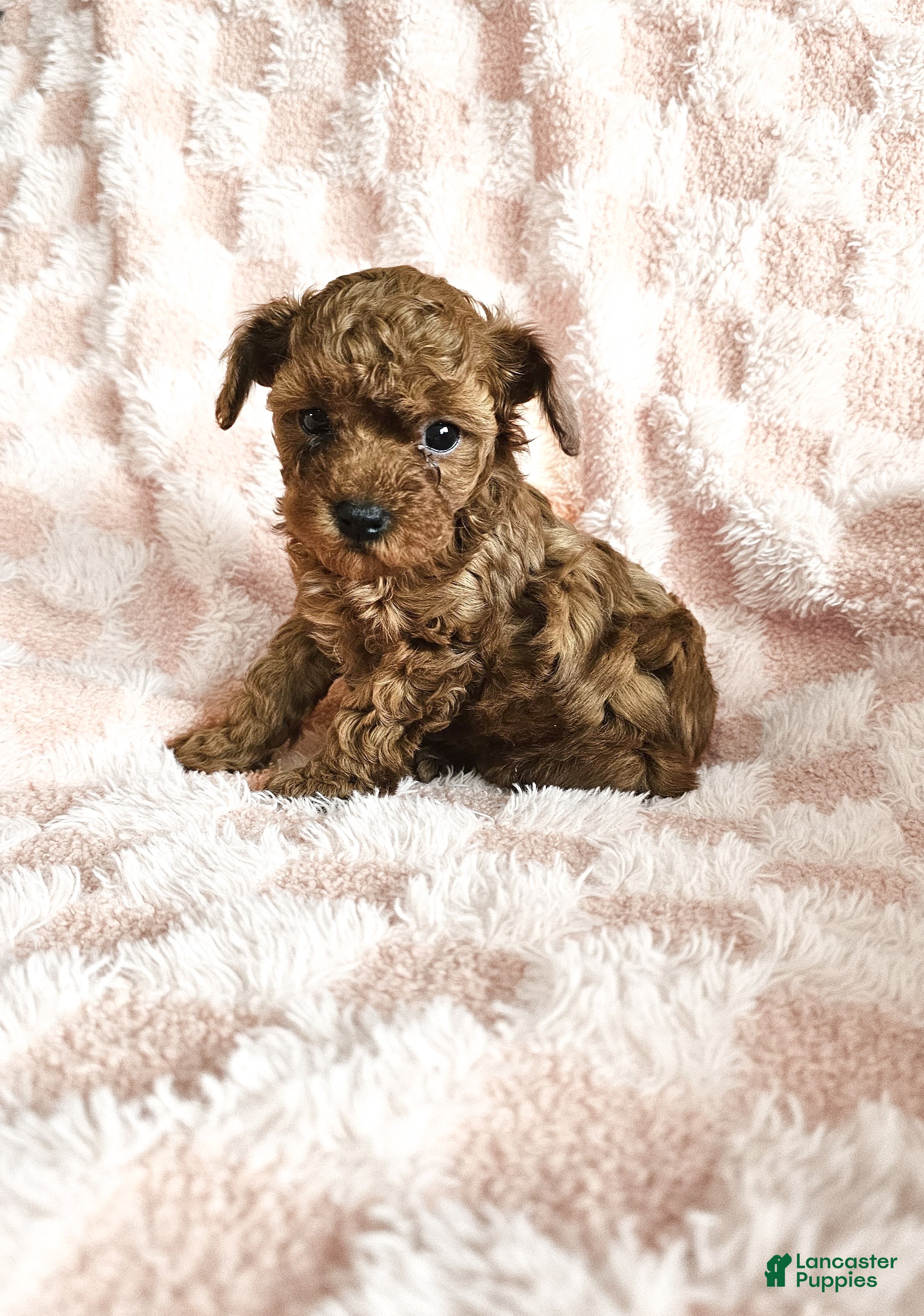 Toy Poodle dogs Charlotte - Ad 1