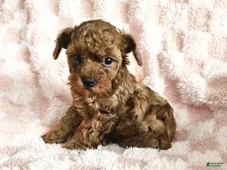 Toy Poodle dogs for sale: Charlotte - Ad 2