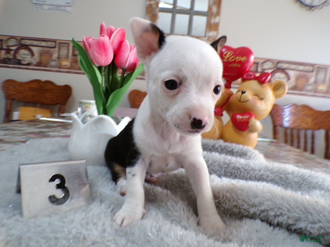 Chihuahua dogs for sale: Chihuahua Puppy 3 Buster - Ad 3